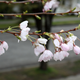 Illustration for article titled Pics from the Curbside: 2018-04-08 from Langara Gardens